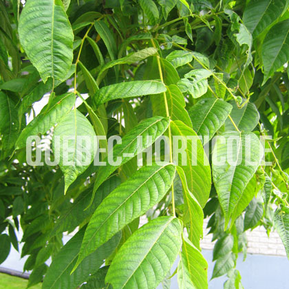 image de Juglans cinerea 