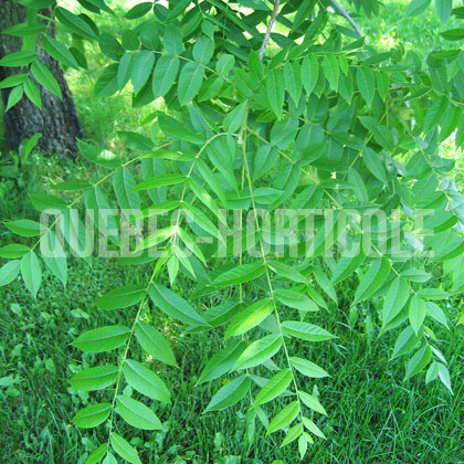 image de Juglans nigra 