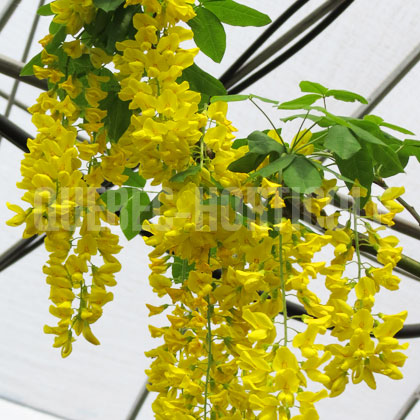 image de Laburnum watereri Vossii