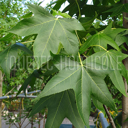 image de Liquidambar styraciflua Moraine