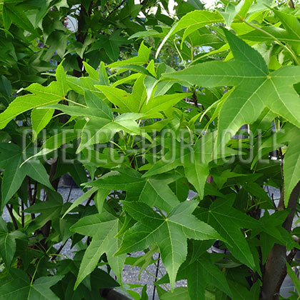 image de Liquidambar styraciflua Slender Silhouette