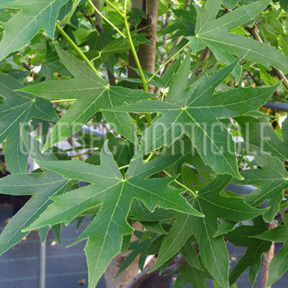 image de Liquidambar styraciflua Worplesdon