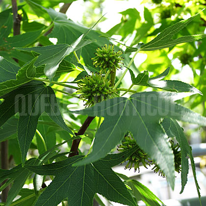 image de Liquidambar styraciflua Worplesdon