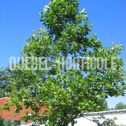 image de Liriodendron tulipifera 