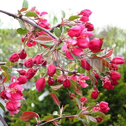 image de Malus Candied Apple