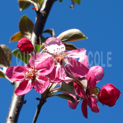 image de Malus Coccinella