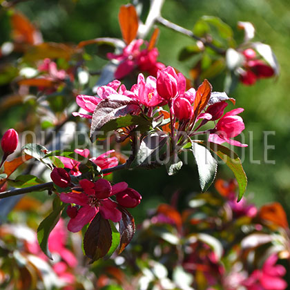 image de Malus Prairiefire