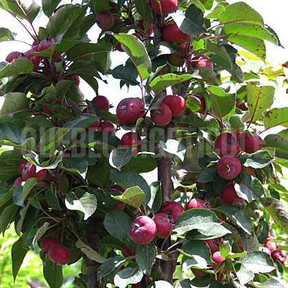 image de Malus Purple Spire