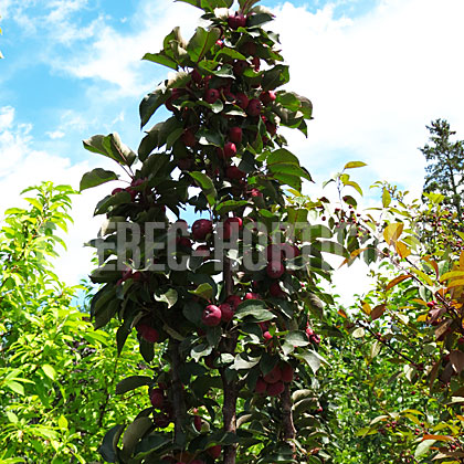 image de Malus Purple Spire