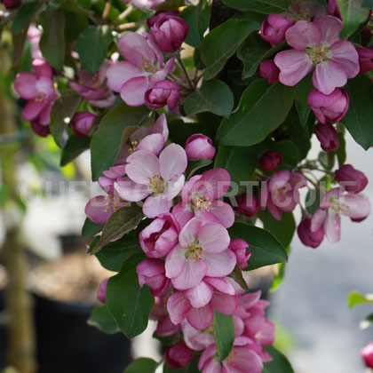 image de Malus Purple Spire