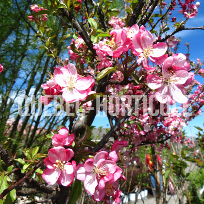 image de Malus Coralburst