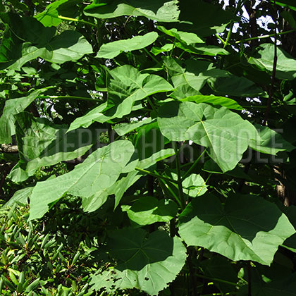 image de Paulownia tomentosa 