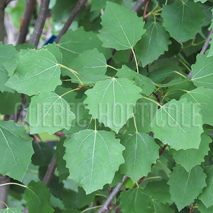 image de Populus tremula Erecta