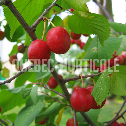 image de Prunus nigra 