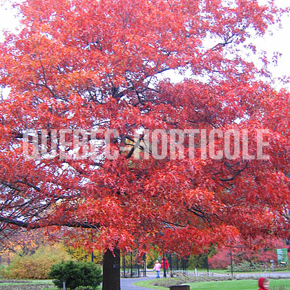 image de Quercus coccinea 