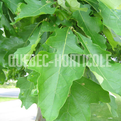 image de Quercus macrocarpa 