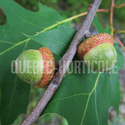 image de Quercus rubra 