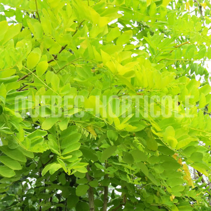 image de Robinia pseudoacacia Frisia