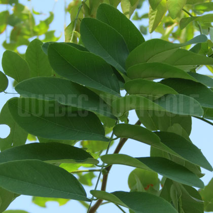 image de Robinia pseudoacacia Purple Robe