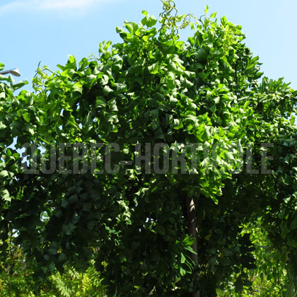 image de Robinia pseudoacacia Twisty Baby