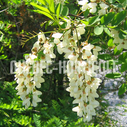 image de Robinia pseudoacacia 