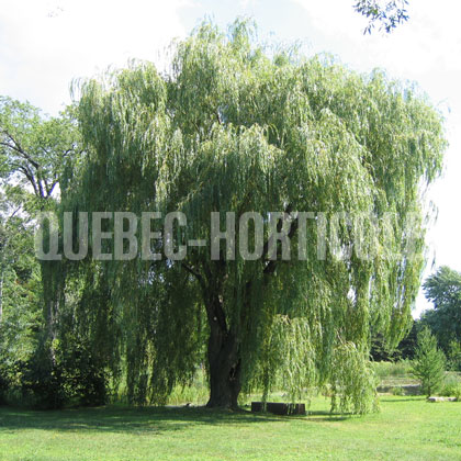 image de Salix alba Tristis