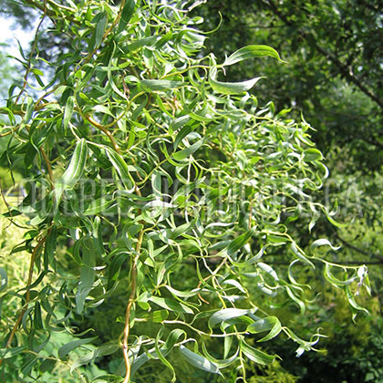 image de Salix matsudana Golden Curls