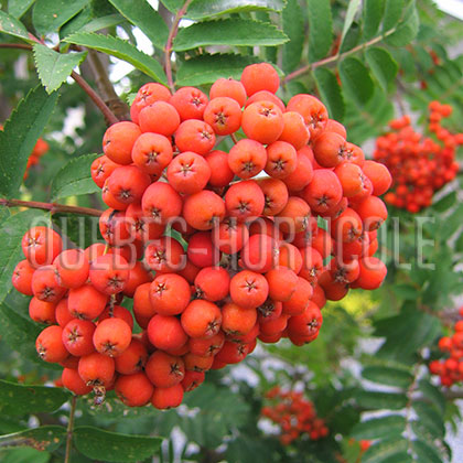 image de Sorbus aucuparia Cardinal Royal