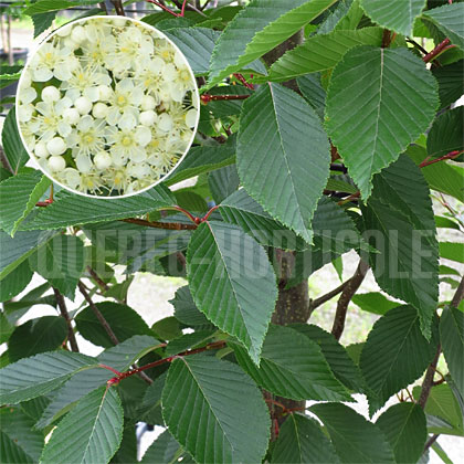 image de Sorbus alnifolia 