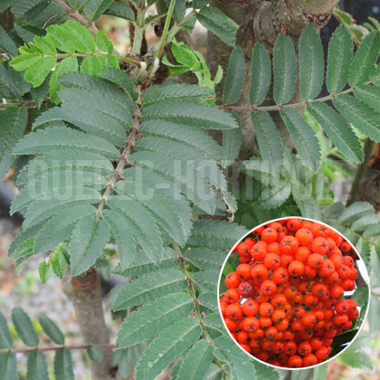 image de Sorbus aucuparia Fastigiata