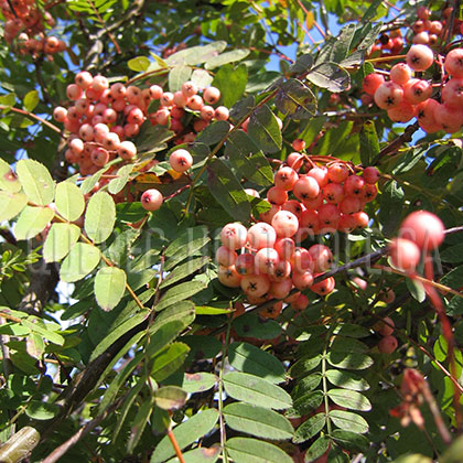 image de Sorbus Red Robin