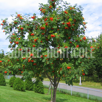 image de Sorbus aucuparia Rossica