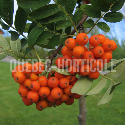 image de Sorbus aucuparia Rossica