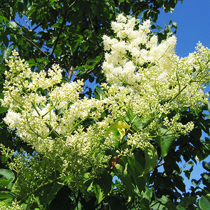 image de Syringa reticulata Golden Eclipse