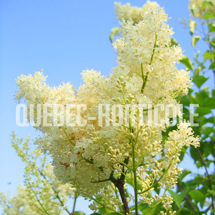 image de Syringa reticulata Ivory Silk