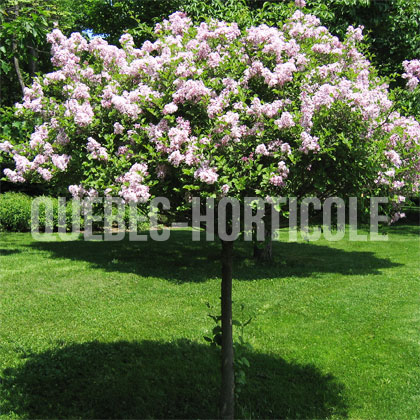 image de Syringa meyeri Palibin (sur tige)