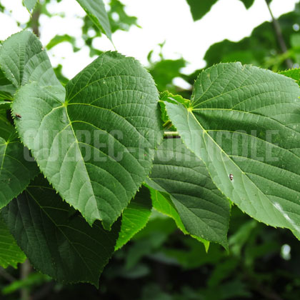 image de Tilia americana Lincoln