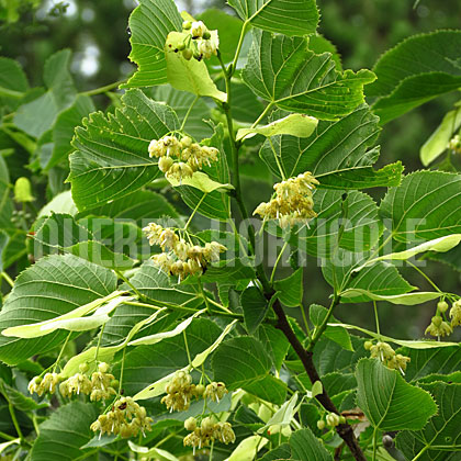 image de Tilia americana Redmond