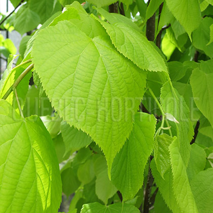 image de Tilia x europaea Wratislaviensis