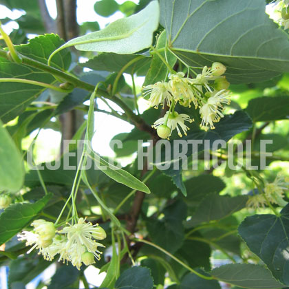 image de Tilia cordata Corzam ou Corinthian