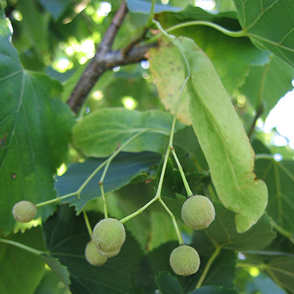 image de Tilia cordata Glenleven