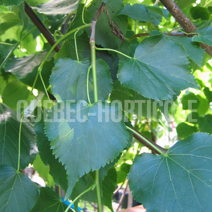 image de Tilia cordata Greenspire