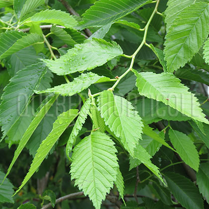 image de Ulmus americana Princeton