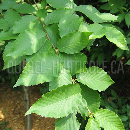 image de Ulmus americana 