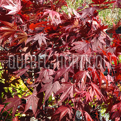 image de Acer palmatum Fire Glow