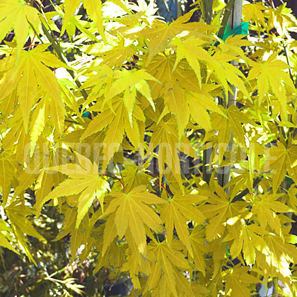 image de Acer palmatum Orange Dream