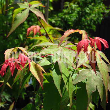 image de Acer palmatum Osakazuki