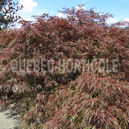 image de Acer palmatum var. dissectum Tamukeyama