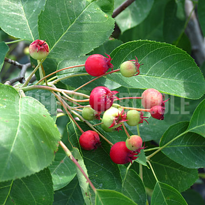 image de Amelanchier canadensis 