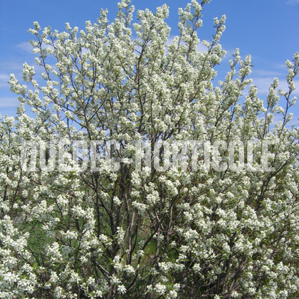 image de Amelanchier canadensis 